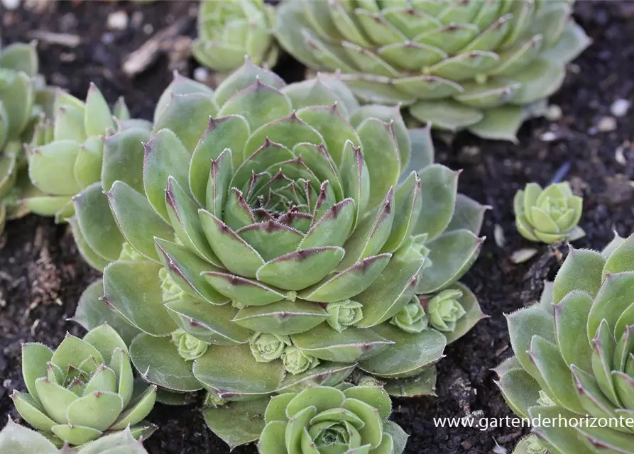 Garten-Steinrose 'Smaragd'