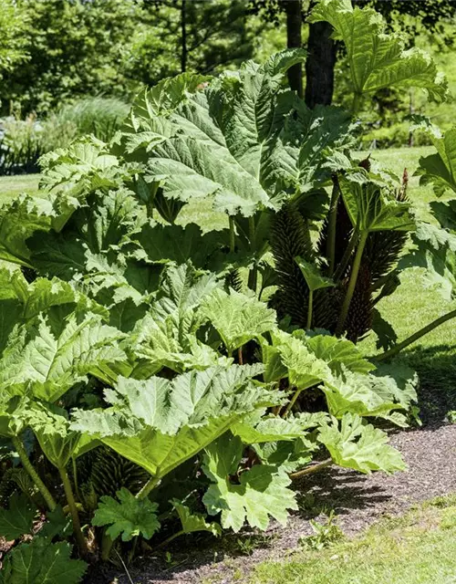 Gunnera manicata