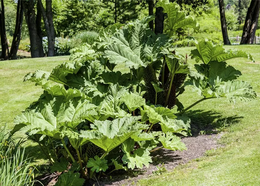 Gunnera manicata