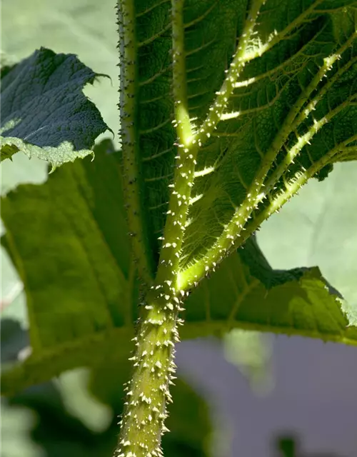 Gunnera manicata