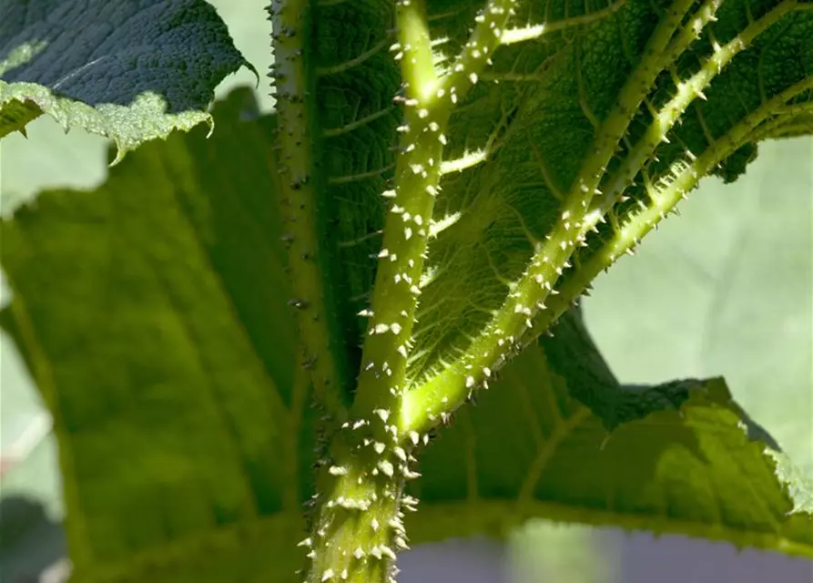 Gunnera manicata