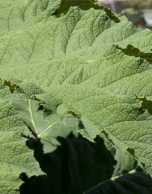 Gunnera manicata