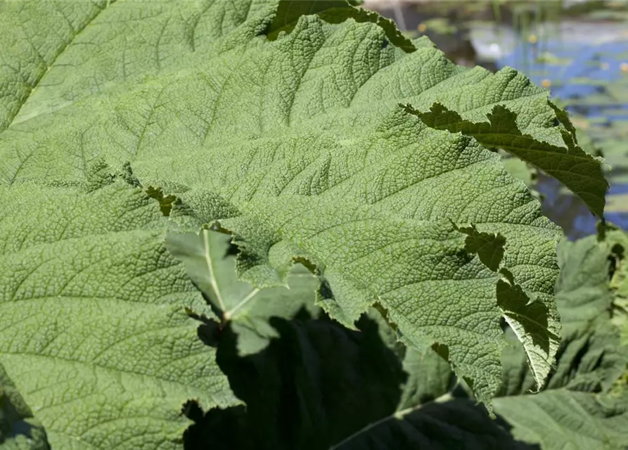 Gunnera manicata