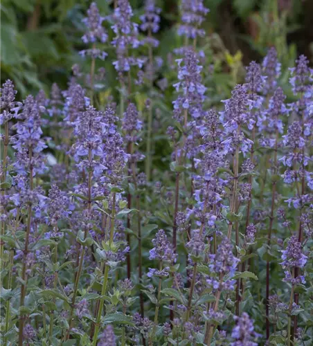 Großblütige Garten-Katzenminze