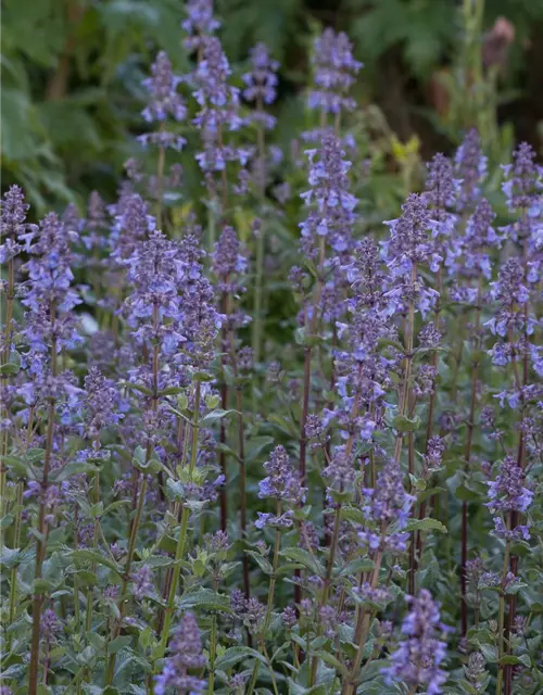 Großblütige Garten-Katzenminze