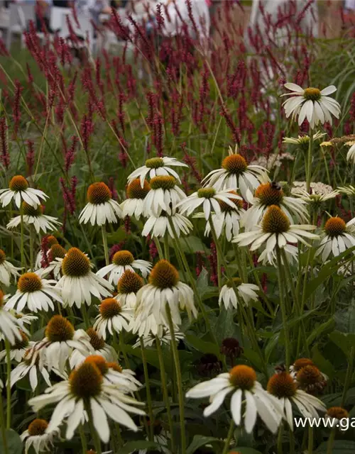 Garten-Scheinsonnenhut 'Alba'