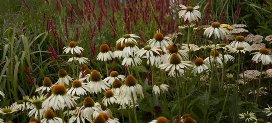 Garten-Scheinsonnenhut 'Alba'