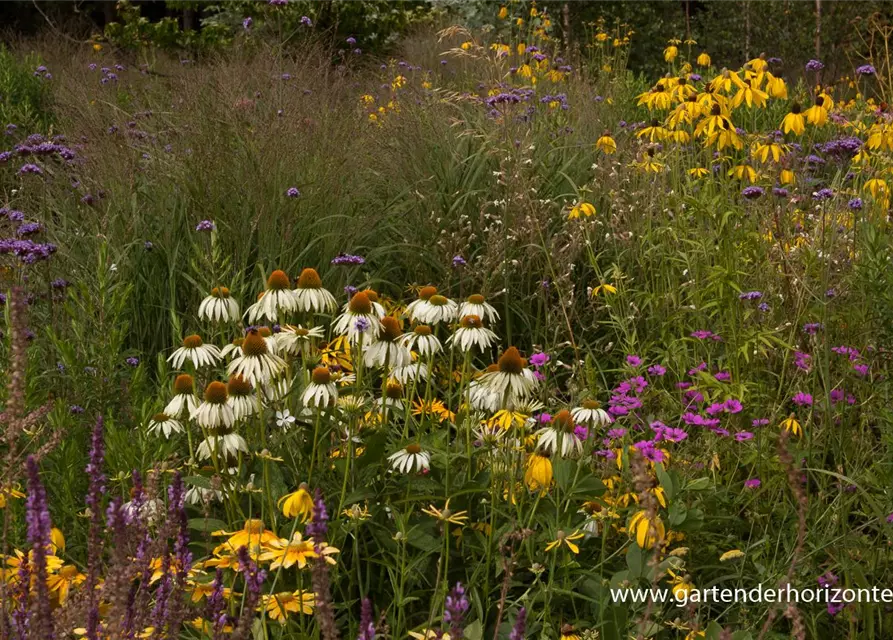 Garten-Scheinsonnenhut 'Alba'