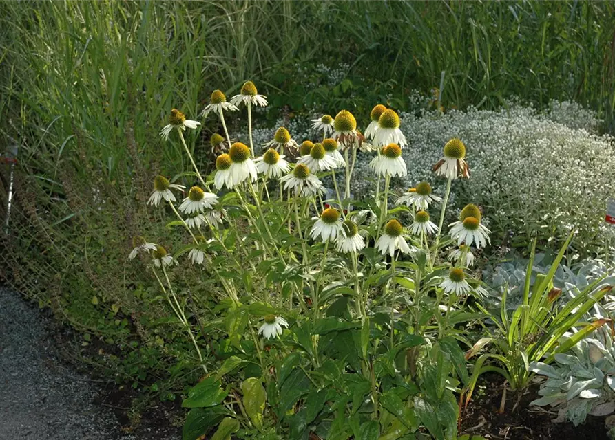 Garten-Scheinsonnenhut 'Alba'