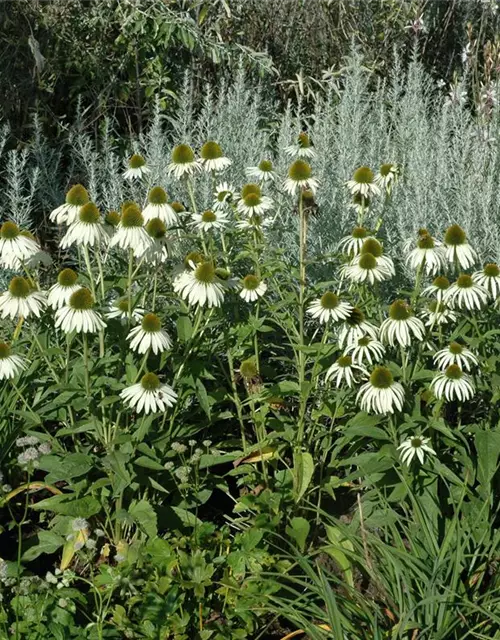 Garten-Scheinsonnenhut 'Alba'