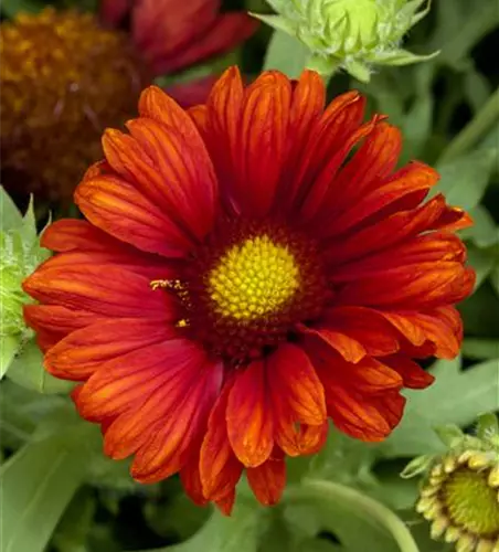 Großblumige Garten-Kokardenblume 'Burgunder'