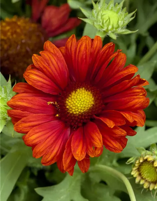 Großblumige Garten-Kokardenblume 'Burgunder'