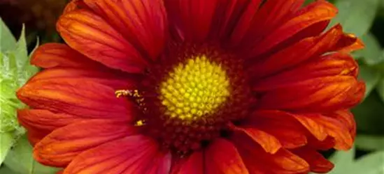 Großblumige Garten-Kokardenblume 'Burgunder'