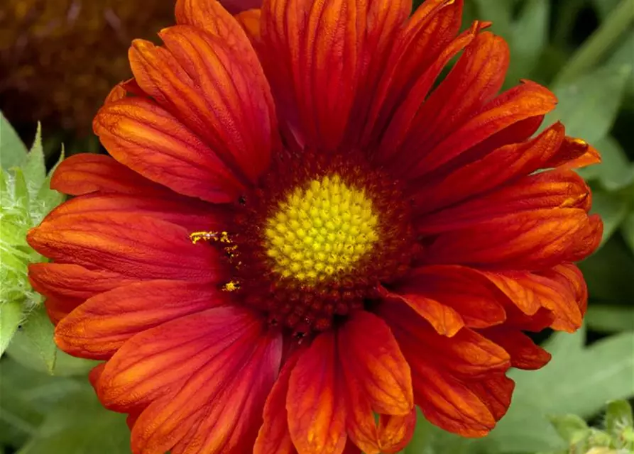 Großblumige Garten-Kokardenblume 'Burgunder'