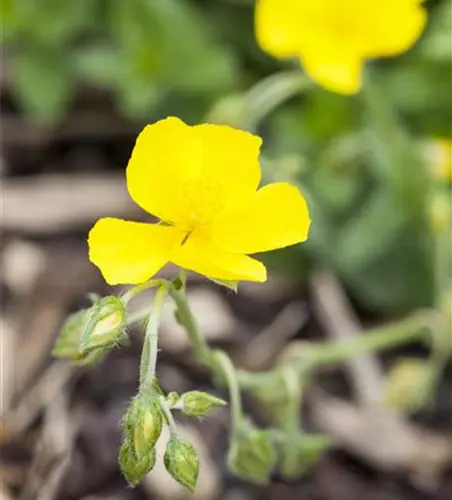 Garten-Sonnenröschen 'Golden Queen'