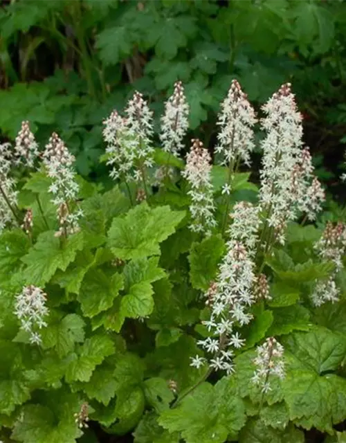 Herzblättrige Schaumblüte