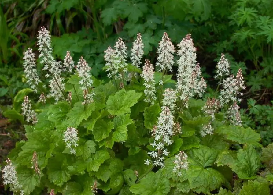 Herzblättrige Schaumblüte