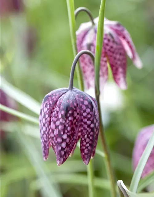 Gewöhnliche Schachblume