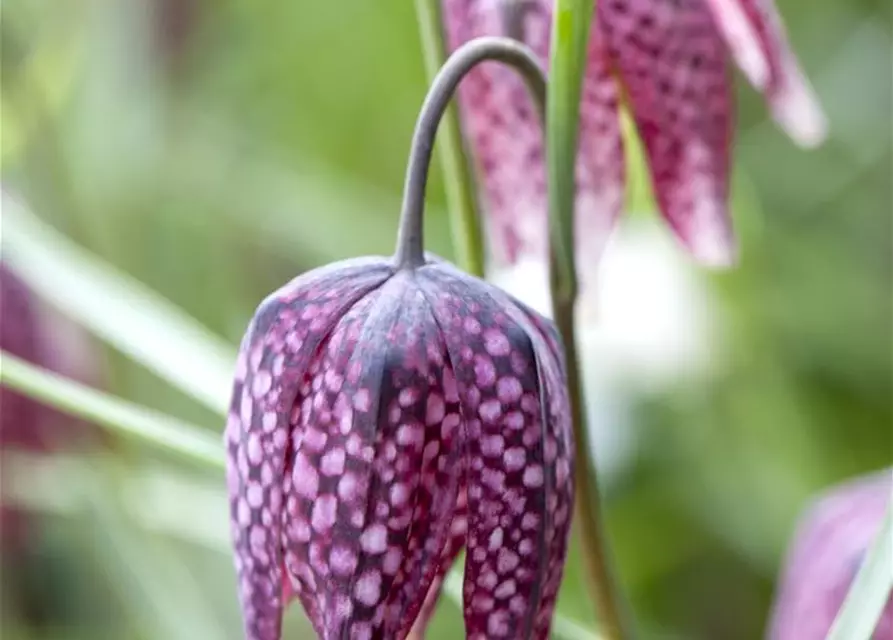 Gewöhnliche Schachblume