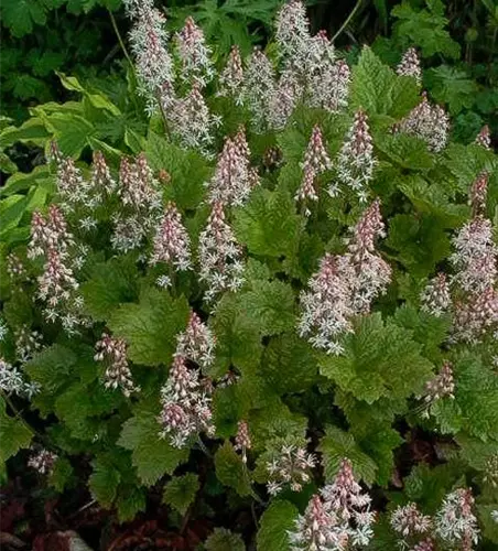 Herzblättrige Schaumblüte