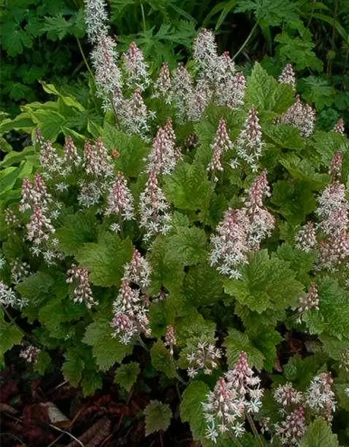 Herzblättrige Schaumblüte