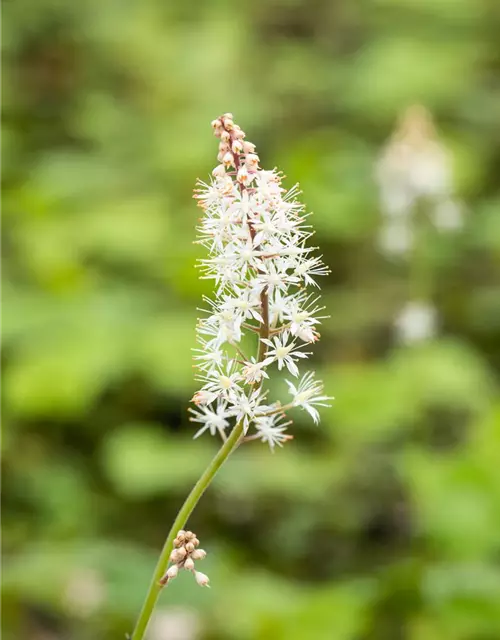 Herzblättrige Schaumblüte