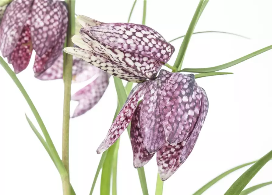 Gewöhnliche Schachblume