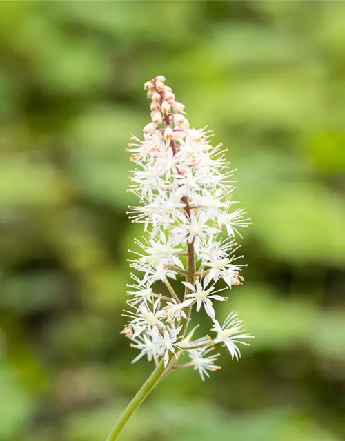 Herzblättrige Schaumblüte