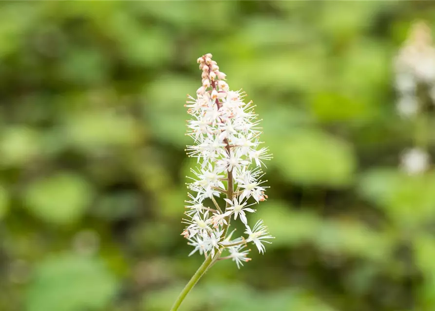 Herzblättrige Schaumblüte