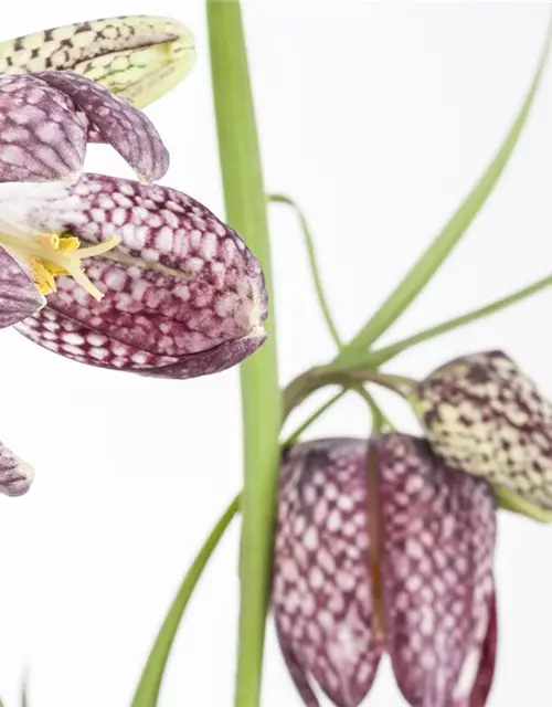 Gewöhnliche Schachblume