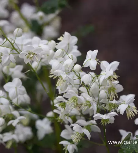 Garten-Wiesenraute 'Splendide White'®