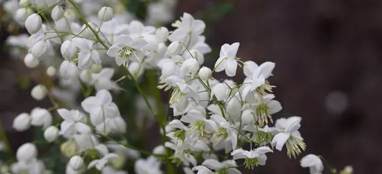 Garten-Wiesenraute 'Splendide White'®