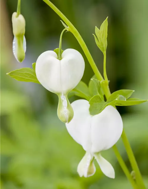 Hohe Garten-Herzblume 'Alba'