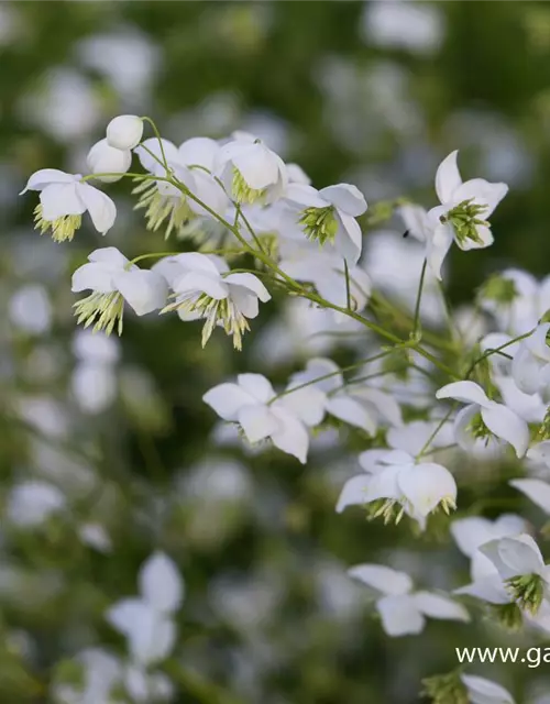 Garten-Wiesenraute 'Splendide White'®