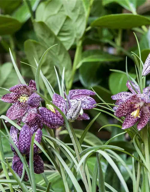 Gewöhnliche Schachblume