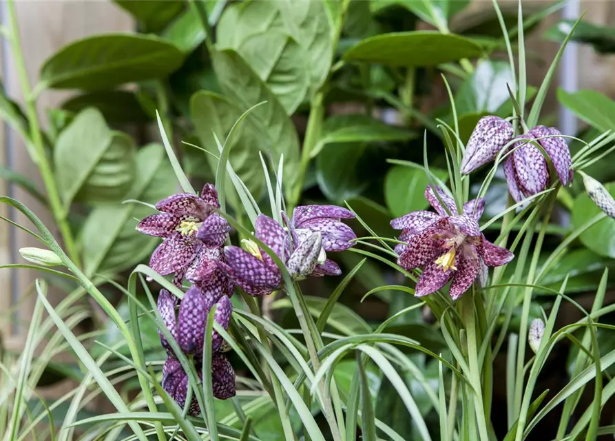 Gewöhnliche Schachblume