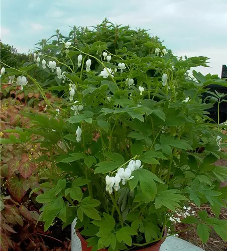 Hohe Garten-Herzblume 'Alba'