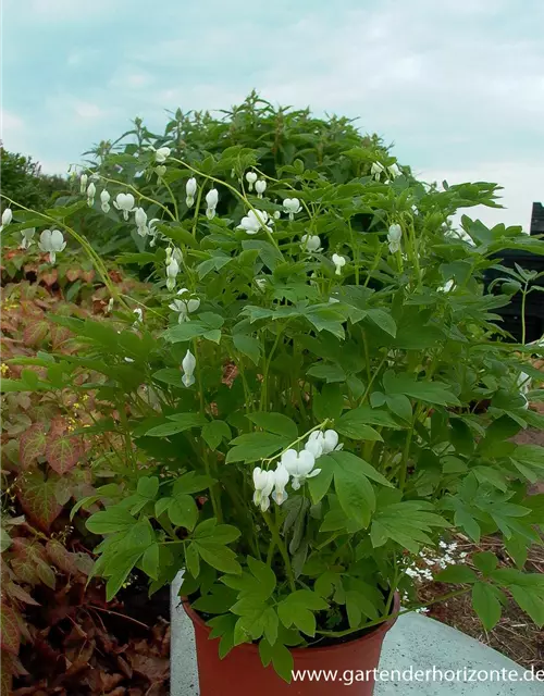 Hohe Garten-Herzblume 'Alba'