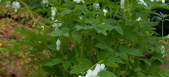 Hohe Garten-Herzblume 'Alba'