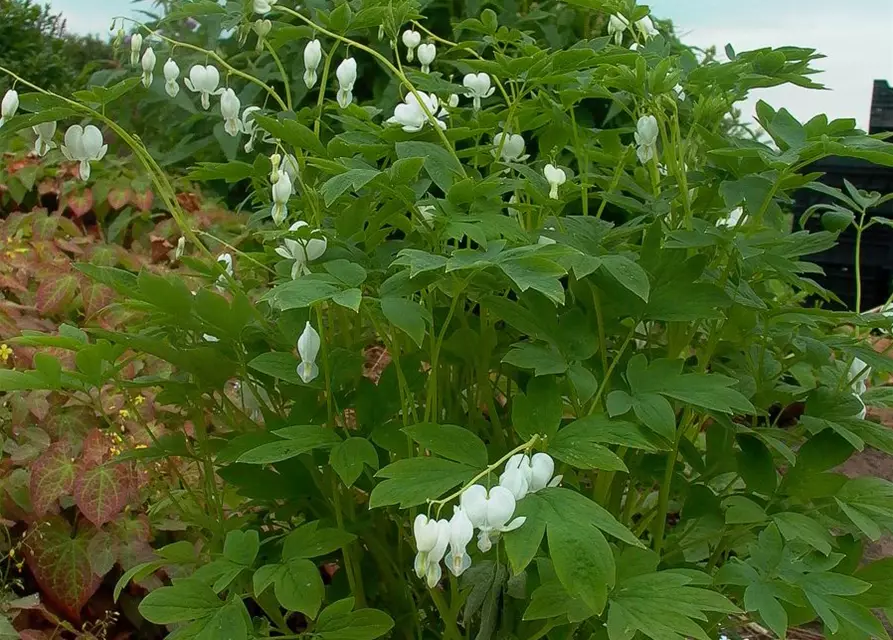 Hohe Garten-Herzblume 'Alba'