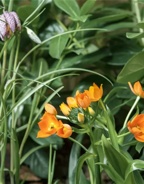 Gewöhnliche Schachblume