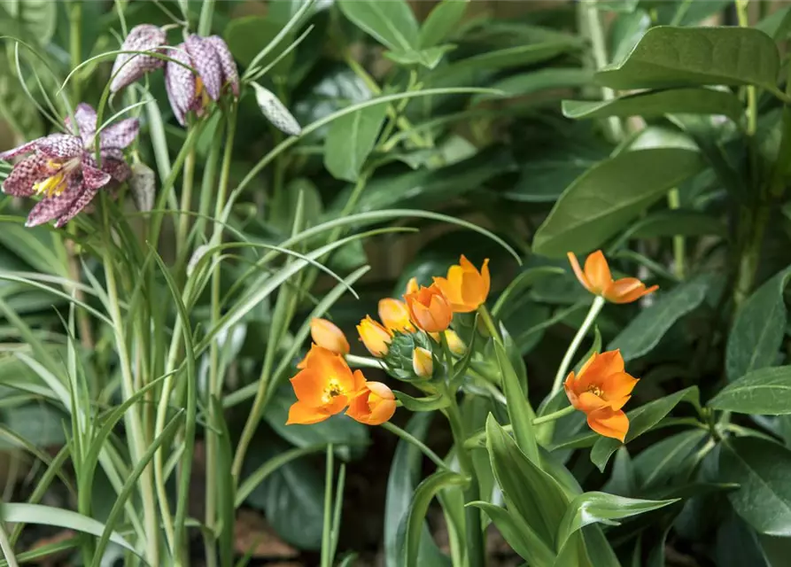 Gewöhnliche Schachblume