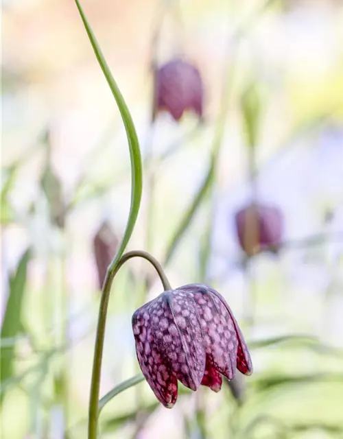 Gewöhnliche Schachblume