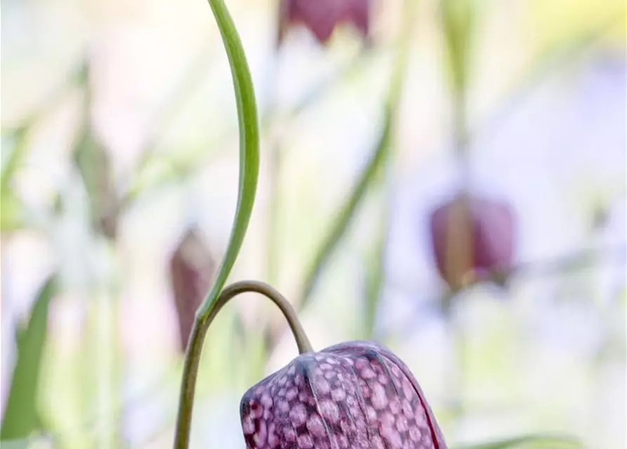 Gewöhnliche Schachblume