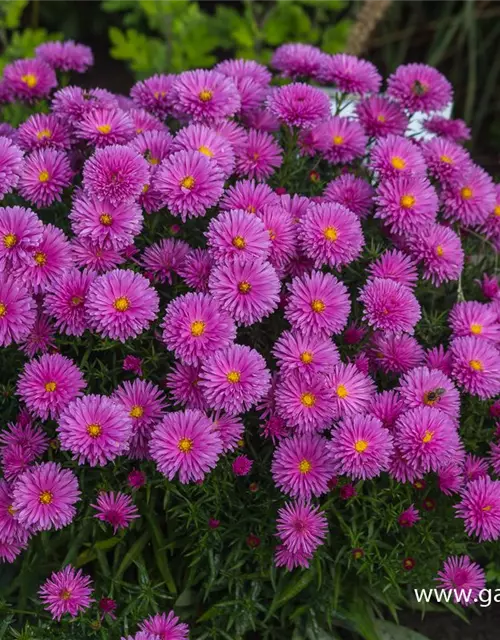 Garten-Kissen-Aster 'Peter Harrison'