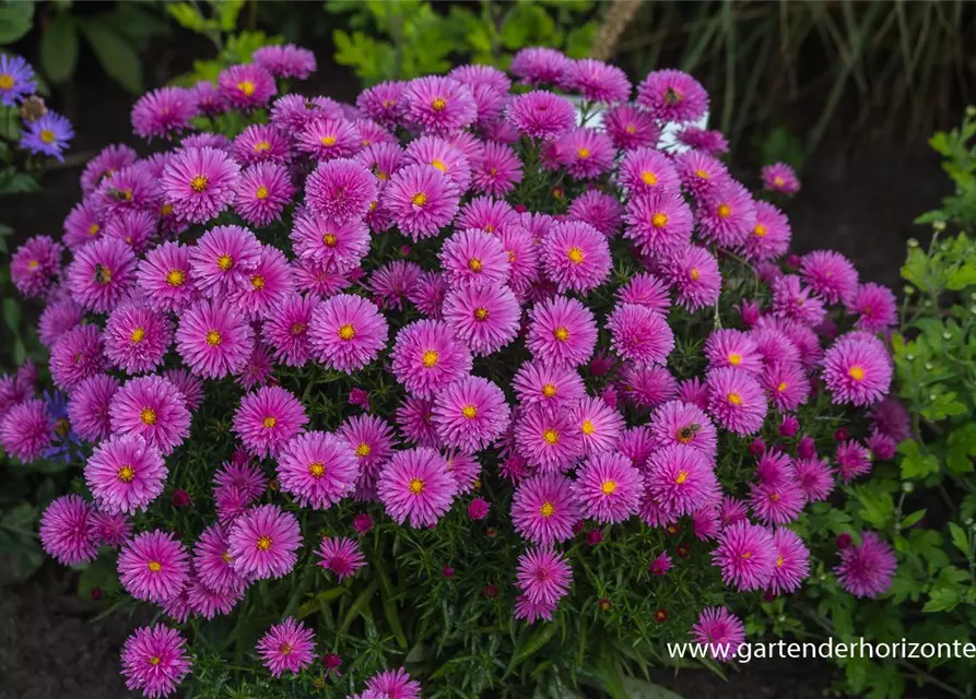 Garten-Kissen-Aster 'Peter Harrison'