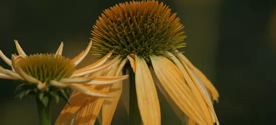 Garten-Scheinsonnenhut 'Harvest Moon'