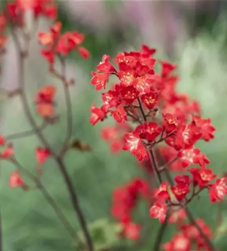 Heuchera sanguinea 'Ruby Bells'