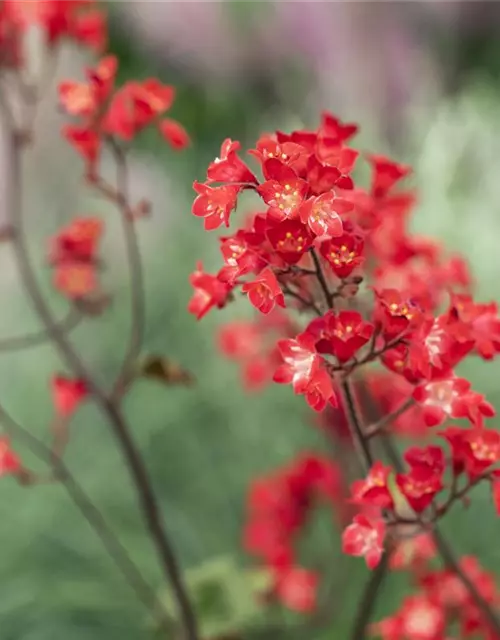 Heuchera sanguinea 'Ruby Bells'