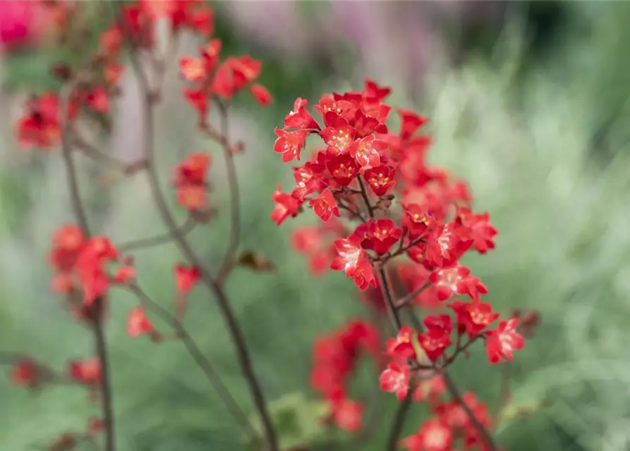 Heuchera sanguinea 'Ruby Bells'